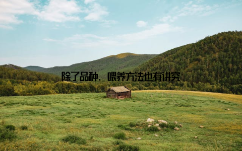 除了品种, 喂养方法也有讲究