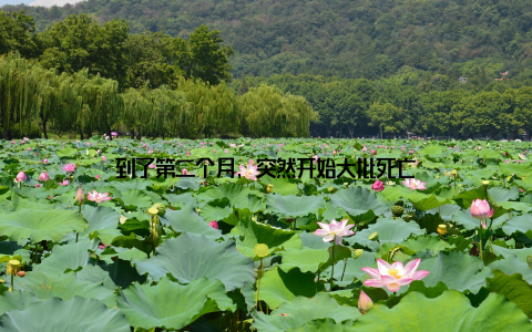 到了第二个月, 突然开始大批死亡