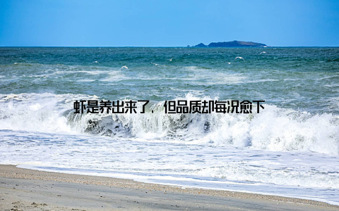虾是养出来了, 但品质却每况愈下