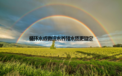 循环水或微流水养殖水质更稳定