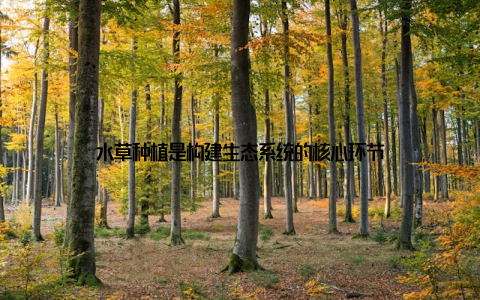 水草种植是构建生态系统的核心环节