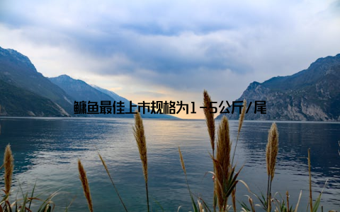 鳙鱼最佳上市规格为1-5公斤/尾