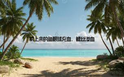 捞上来的鱼眼球充血, 鳃丝渗血