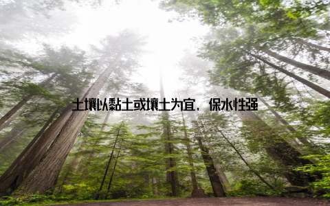 土壤以黏土或壤土为宜, 保水性强