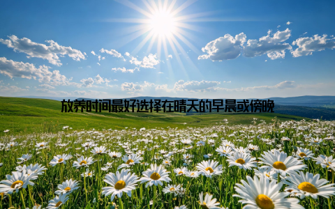 放养时间最好选择在晴天的早晨或傍晚