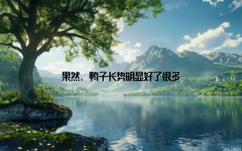 果然, 鸭子长势明显好了很多