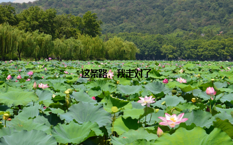 这条路, 我走对了