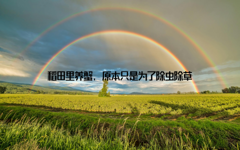 稻田里养蟹, 原本只是为了除虫除草